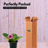 Gloxinia Plant (Any Color)- Live Flowering Plant in 10cm Pot (Home & Garden)