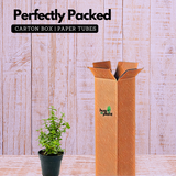 Jade Plant (Crassula Argentea) - Live Plant in 13cm Pot (Home & Garden)