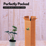 Alocasia Dragon Scale - Live Plant (Home & Garden)