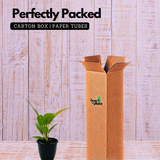 Philodendron Narrow Escape / Tiger Tooth - Live Plant in 10cm Pot (Home & Garden)