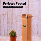 Ball Cactus Orange (echinocactus grusonii) - Live Plant (Home & Graden)