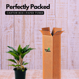 Aglaonema Sapphire Pink- Live Plant (Home & Garden)