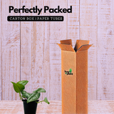 Silver Pictus / Silver Satin Pothos - Live Plant (Home & Garden)