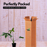 Philodendron Goeldi (Thaumatophyllum Spruceanum) - Live Plant (Home & Garden)