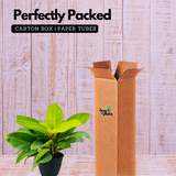 Philodendron Moonlight | Moonshine Plant- Live Plant (Home & Garden)