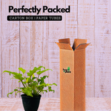 Philodendron Xanadu Golden (Thaumatophyllum xanadu)- Live Plant (Home & Garden)