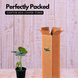 Alocasia Silver Dragon- Live Plant (Home & Garden)