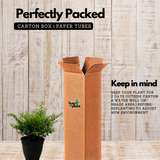 Khufiya | Cuphea Hyssopifolia (Kufiya) Mexican Heather | False Heather Flowering/Ornamental Live Plant (Home & Garden)