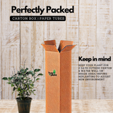 Blue Salvia (Salvia azurea) Flowering/Ornamental Live Plant (Home & Garden)