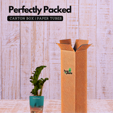 Zamioculcas zamiifolia ƒ??Zenziƒ?? Dwarf ZZ Plant- Live Plant (With Self-Watering Pot & Plant)