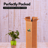 Monstera Adansonii | Broken Heart Plant- Live Plant (With Self-Watering Pot & Plant)