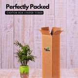 Chamaedorea Palm (Chamaedorea seifrizii) - Live Plant (With Self-Watering Pot & Plant)