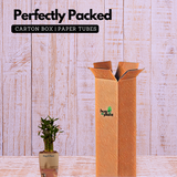 Lotus Bamboo / Lucky Bamboo - Live Plant (With Self-Watering Pot & Plant)