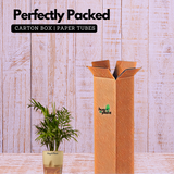 Chamaedorea Palm (Chamaedorea seifrizii) - Live Plant (With Self-Watering Pot & Plant)