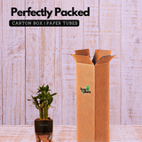 Lotus Bamboo / Lucky Bamboo - Live Plant (With Self-Watering Pot & Plant)