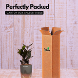 Zamioculcas Raven / Black ZZ Plant (Zamioculcas zamiifolia)- Live Plant (With Self-Watering Pot & Plant) (Home & Garden)