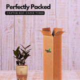 Zamioculcas Raven / Black ZZ Plant (Zamioculcas zamiifolia)- Live Plant (With Self-Watering Pot & Plant) (Home & Garden)