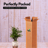 Chamaedorea Palm (Chamaedorea seifrizii) - Live Plant (With Self-Watering Pot & Plant)