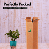 Monstera Adansonii | Broken Heart Plant- Live Plant (With Self-Watering Pot & Plant)