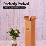 Monstera Adansonii | Broken Heart Plant- Live Plant (With Self-Watering Pot & Plant)