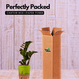 Zamioculcas zamiifolia ƒ??Zenziƒ?? Dwarf ZZ Plant- Live Plant (With Self-Watering Pot & Plant)