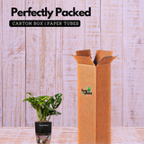 Monstera Adansonii | Broken Heart Plant- Live Plant (With Self-Watering Pot & Plant)