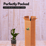 Zamioculcas zamiifolia ƒ??Zenziƒ?? Dwarf ZZ Plant- Live Plant (With Self-Watering Pot & Plant)