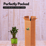 Lotus Bamboo / Lucky Bamboo - Live Plant (With Self-Watering Pot & Plant)