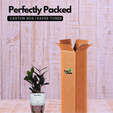 Zamioculcas Raven / Black ZZ Plant (Zamioculcas zamiifolia)- Live Plant (With Self-Watering Pot & Plant) (Home & Garden)