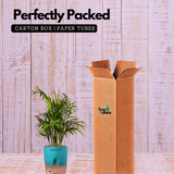 Chamaedorea Palm (Chamaedorea seifrizii) - Live Plant (With Self-Watering Pot & Plant)