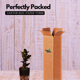 Zamioculcas Raven / Black ZZ Plant (Zamioculcas zamiifolia)- Live Plant (With Self-Watering Pot & Plant) (Home & Garden)