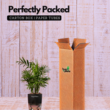 Chamaedorea Palm (Chamaedorea seifrizii) - Live Plant (With Self-Watering Pot & Plant)