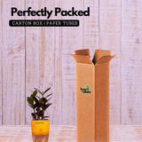 Zamioculcas Raven / Black ZZ Plant (Zamioculcas zamiifolia)- Live Plant (With Self-Watering Pot & Plant) (Home & Garden)