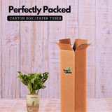 Monstera Adansonii | Broken Heart Plant- Live Plant (With Self-Watering Pot & Plant)