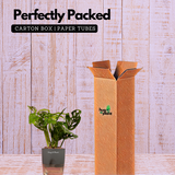 Monstera Adansonii | Broken Heart Plant- Live Plant (With Self-Watering Pot & Plant)