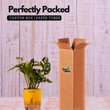 Monstera Adansonii | Broken Heart Plant- Live Plant (With Self-Watering Pot & Plant)