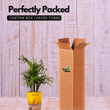 Chamaedorea Palm (Chamaedorea seifrizii) - Live Plant (With Self-Watering Pot & Plant)