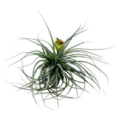 Air Plant | Tillandsia ionantha Guatemala (Big) - Live Plant (Home & Garden)