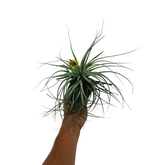 Air Plant | Tillandsia ionantha Guatemala (Big) - Live Plant (Home & Garden)