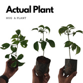 Golden Cascade Hanging Plant (Seedling Plant)