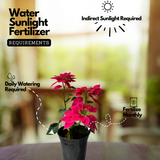 Pink Poinsettia / Christmas Flower (Euphorbia pulcherrima) Flowering/Ornamental Live Plant (Home & Garden)