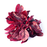 Amaranthus Red Seed (100 Seeds) (Home & Garden)