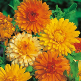 Calendula Officinalis Double Mix Seed (25 Seeds) (Home & Garden)