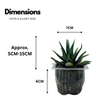 Haworthia Fasciata cv. Concolor - Live Plant (Home & Garden)