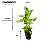 Dieffenbachia Sparkles - Live Plant (Home & Graden)