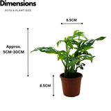 Monstera Adansonii | Broken Heart Plant- Live Plant (Home & Garden)