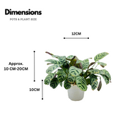 Calathea Burle Marxii - Live Plant (Home & Graden)