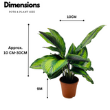 Calathea Beauty Star - Live Plant (Home & Graden)