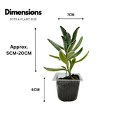 Kalanchoe Tomentosa | Chocolate Soldier | Panda Plant - Live Succulent Plant (Home & Garden)