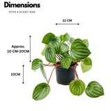 Watermelon Peperomia (Peperomia argyreia) - Live Plant For Indoor (Home & Garden)